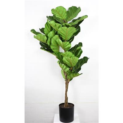Fiddle Leaf Potted Tree 56" Grn